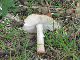 Amanita brunnescens