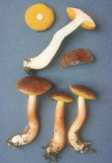 Boletus auriporus Mushroom