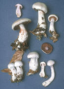 Cortinarius alboviolaceus2 Mushroom