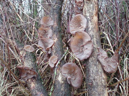 Auricularia auricula2