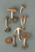 Inocybe cincinnata Mushroom