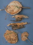 Hydnellum pineticola Mushroom