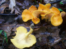 Cantharellus lateritius