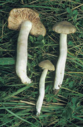 Entoloma rhodopolium Buck.jpg