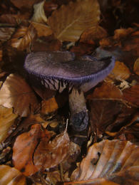 Cortinarius violaceus 2