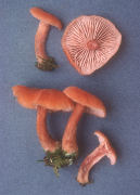 Laccaria bicolor Mushroom