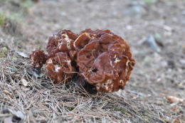 Gyromitra esculenta3
