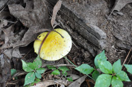 Amanita frostiana2