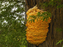 Laetiporus sulphureus   008