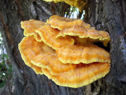 Laetiporus sulphureus   008