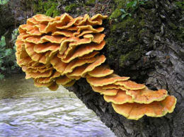 Laetiporus sulphureus   008