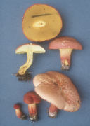Boletus bicolor2 Mushroom