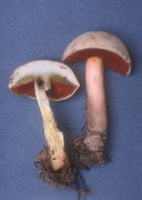 Boletus piedmontensis Mushroom
