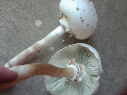 Chlorophyllum molybdites 4