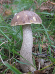 Leccinum scabrumF