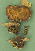 Hydnellum spongiosipes2 Mushroom