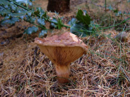 Paxillus involutus