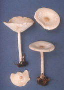 Melanoleuca alboflavida Mushroom