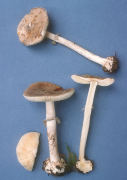 Amanita porphyria2 Mushroom