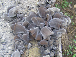 Auricularia auricula2