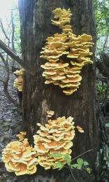 Laetiporus sulphureus   008