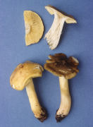 Tricholoma flavovirens2 Mushroom