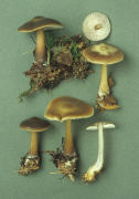 Collybia butyracea2 Mushroom