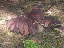 Sarcodon imbricatum3
