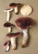Russula krombholtzii syn atropurpurea4 Mushroom