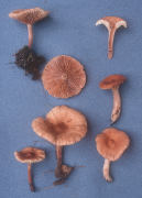 Lactarius camphoratus 2 Mushroom