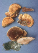 Inonotus radiatus3 Mushroom