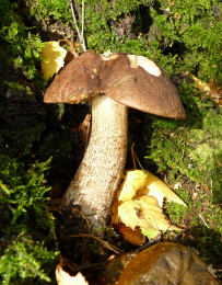 Leccinum scabrumF