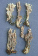 Clavulina cinerea Mushroom