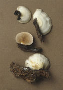 Crepidotus mollis 3 Mushroom