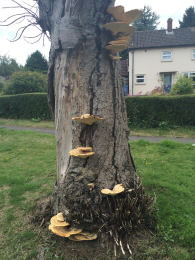 Polyporus squamosus 8