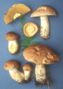 Boletus impolitus2 Mushroom