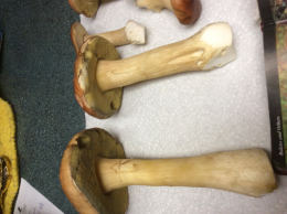 Boletus variipes2