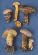 Boletus ornatipes2 Mushroom
