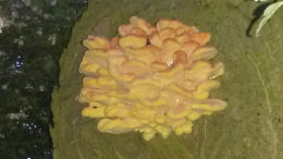 Laetiporus sulphureus   008