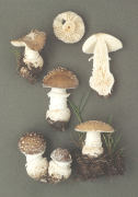 Amanita pantharina Mushroom