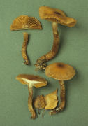 Cortinarius pholideus3 Mushroom