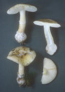 Amanita gemmata 3 Mushroom