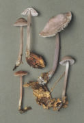 Mycena pura3 Mushroom