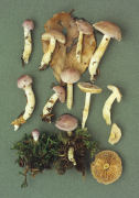 Cortinarius croceo caeruleus Mushroom