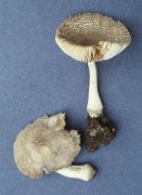 Amanita farinosa2 Mushroom
