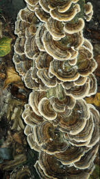 Trametes versicolor