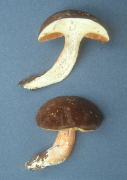 Boletus affinis6 Mushroom