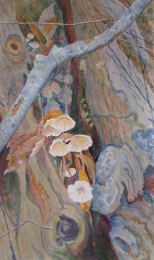 Mycena inclinata4