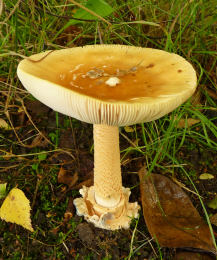 Amanita crocea4USA