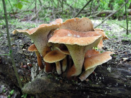Neolentinus schaefferi2 Mushroom